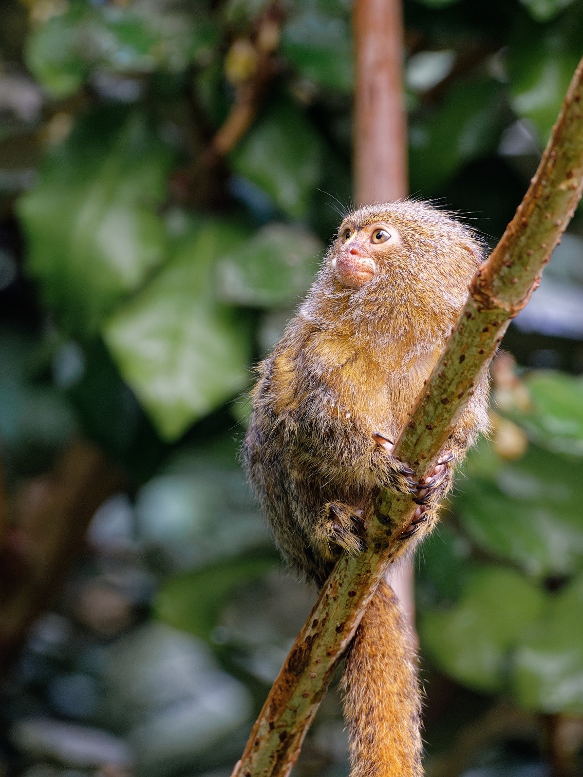 2021 09 25 vallee des singes cormenier 17