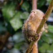 2021 09 25 vallee des singes cormenier 17