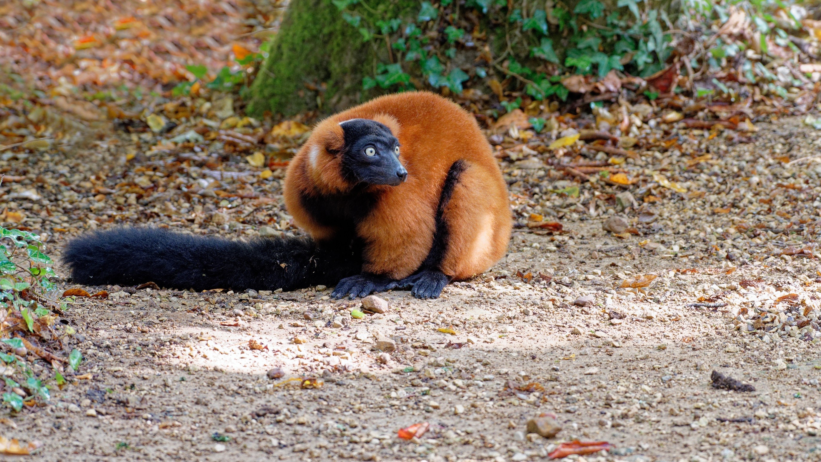 2021 09 25 vallee des singes cormenier 36