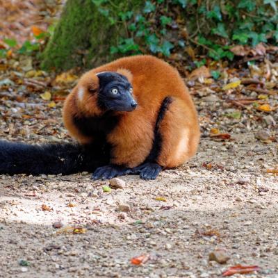 Vallée des singes 290921