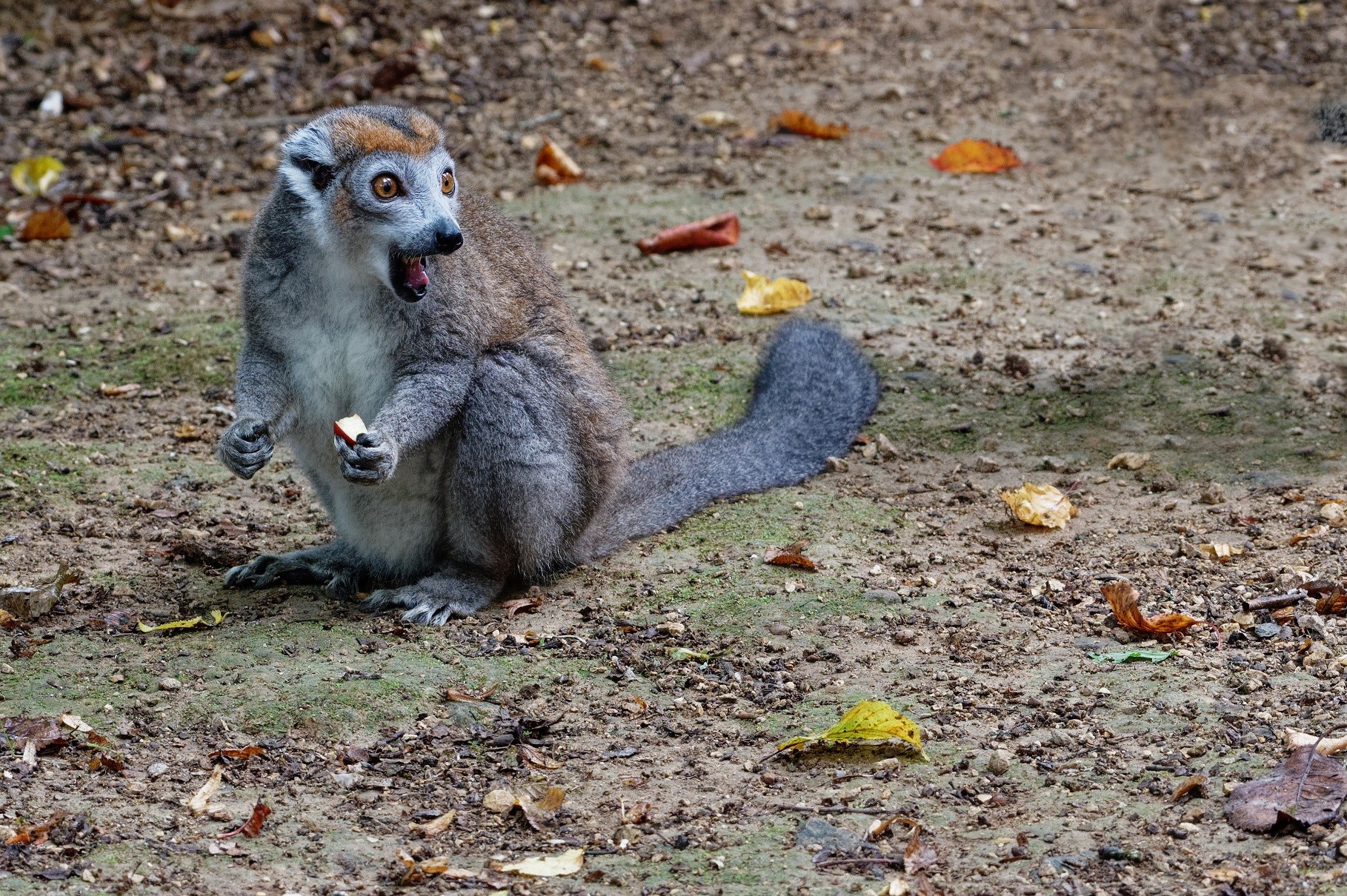 2021 09 25 vallee des singes cormenier 39