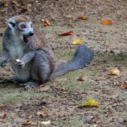 2021 09 25 vallee des singes cormenier 39