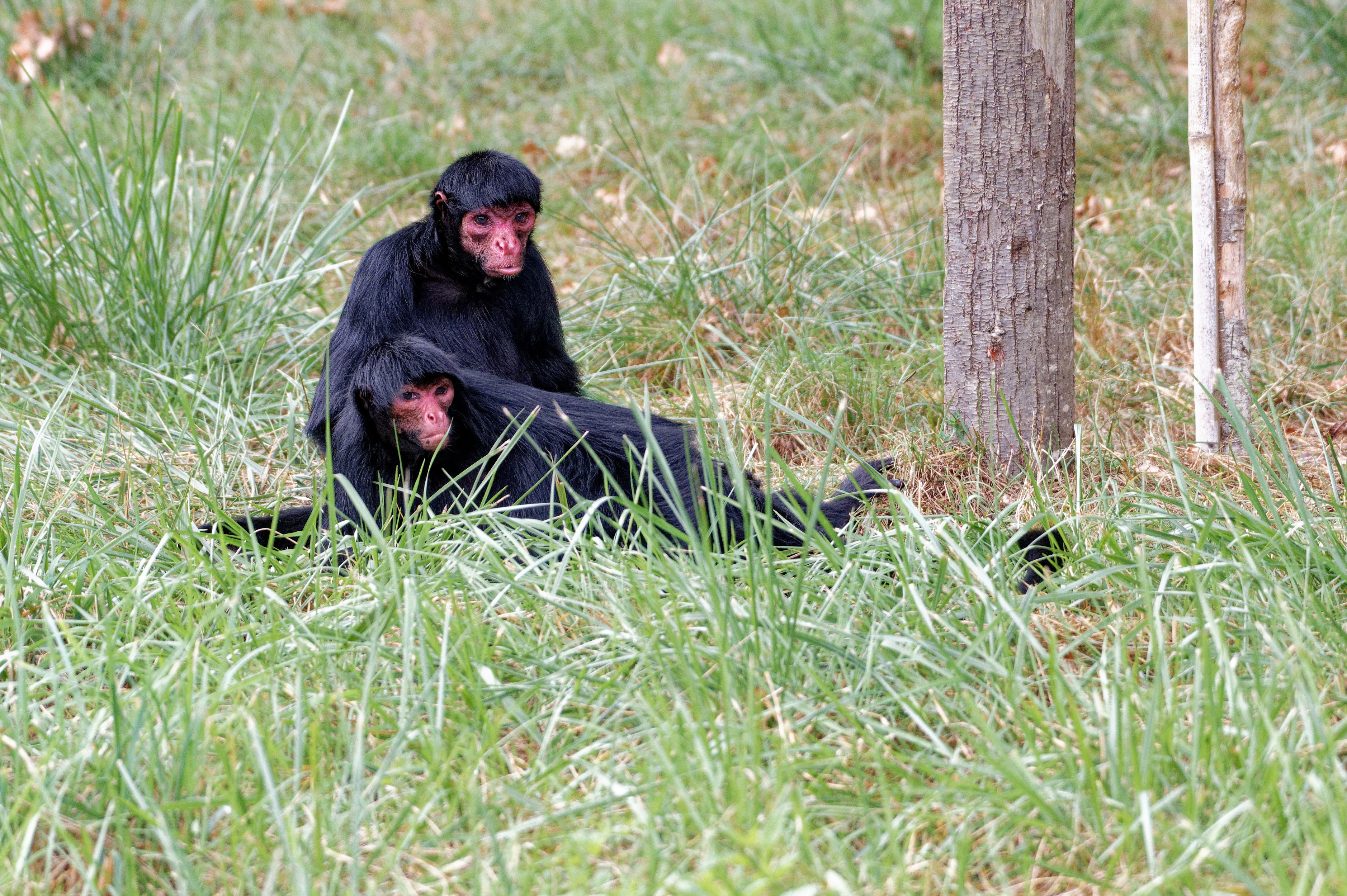 2021 09 25 vallee des singes cormenier 42