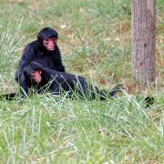 2021 09 25 vallee des singes cormenier 42