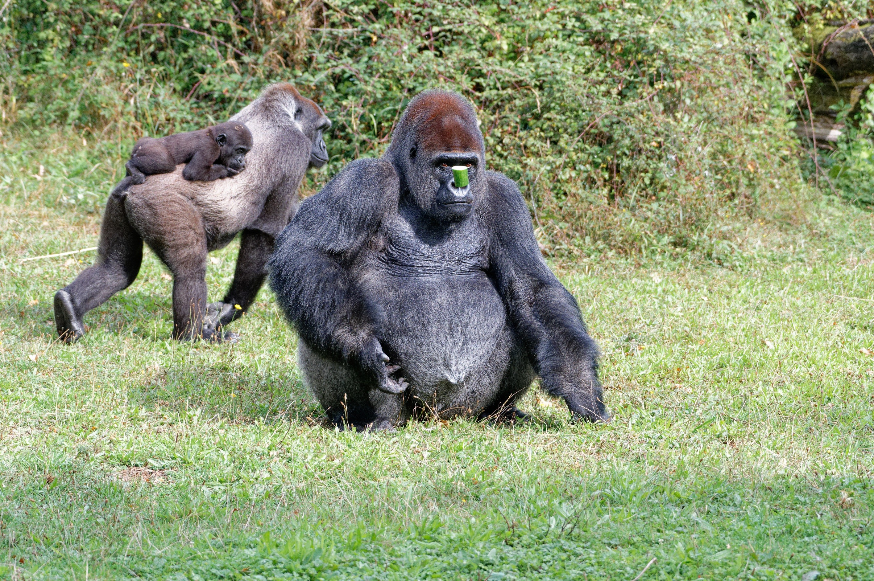 2021 09 25 vallee des singes cormenier 48