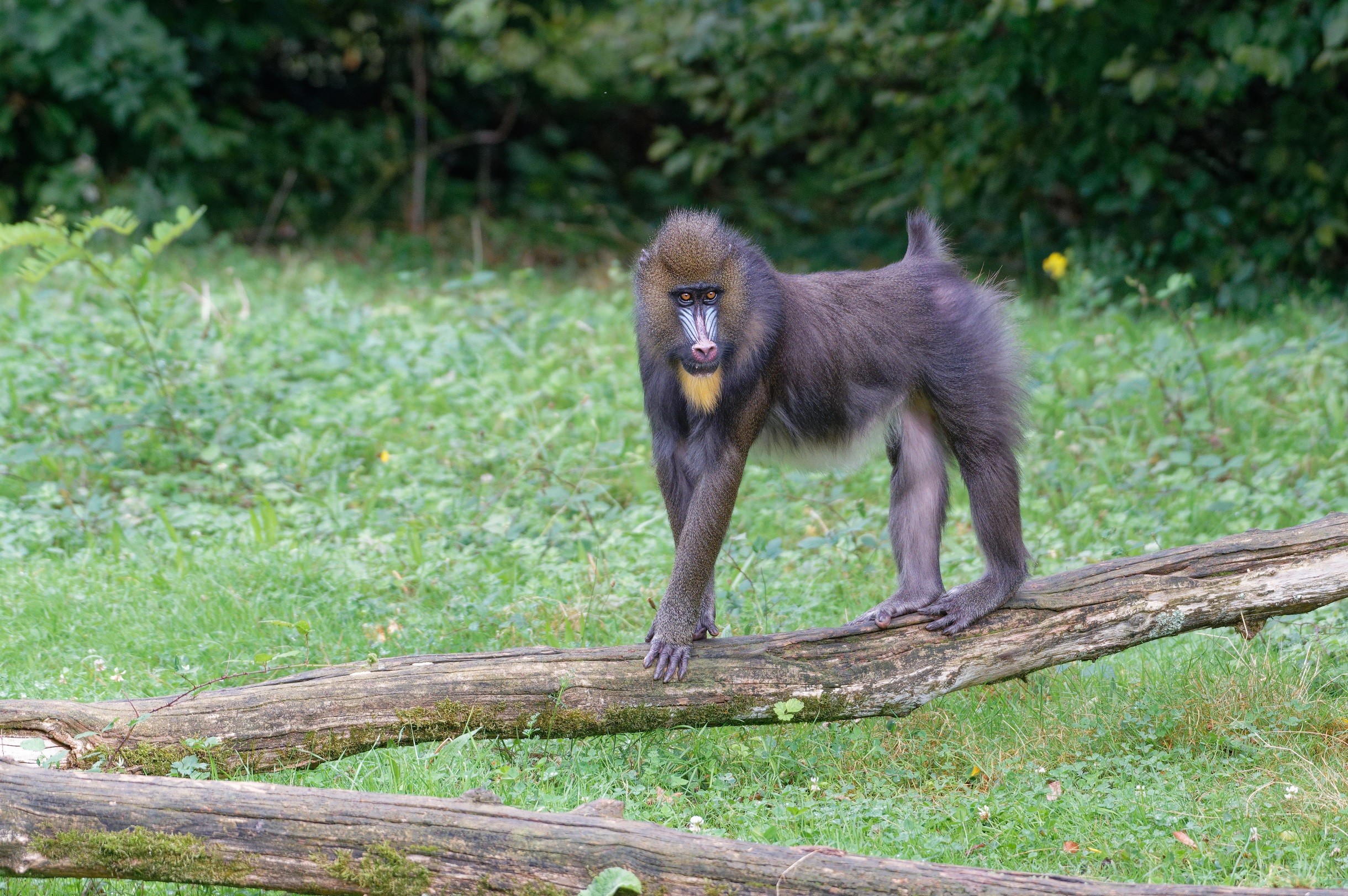 2021 09 25 vallee des singes cormenier 66