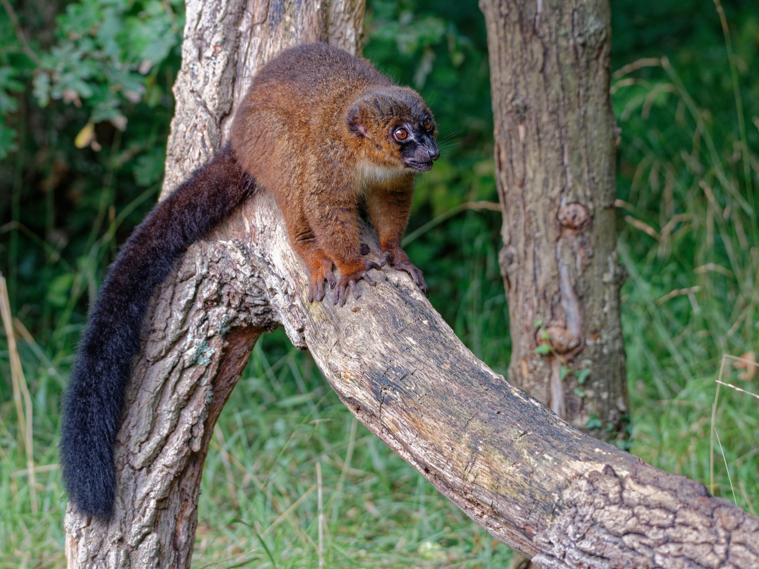 2021 09 25 vallee des singes cormenier 70